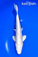 7.75" GINRIN PLATINUM OGON