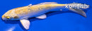 6.75" YAMATO NISHIKI
