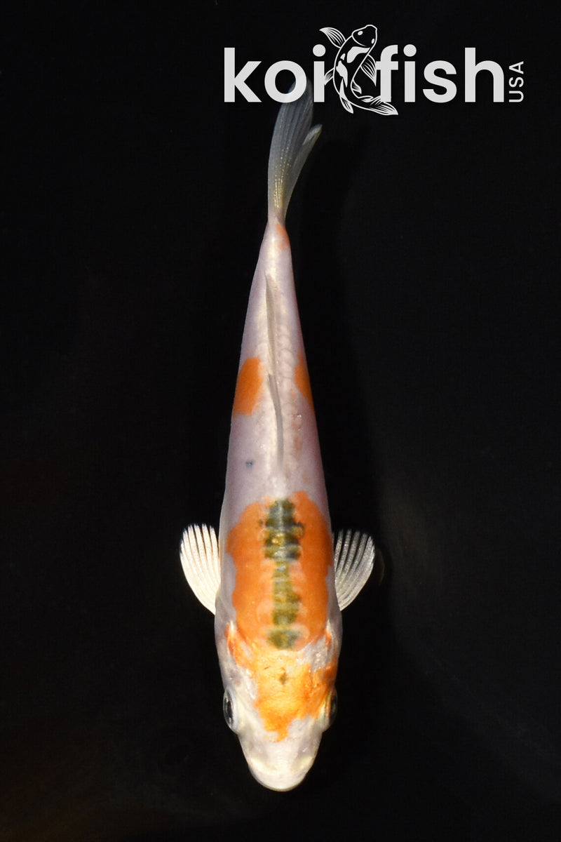 3.75" HEISEI NISHIKI