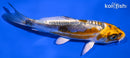 4.5" BENI KIKOKURYU