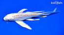 7.25" DOITSU HARIWAKE BUTTERFLY