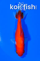 3.75" WAKIN GOLDFISH