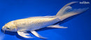 9.75" GINRIN YAMABUKI OGON BUTTERFLY
