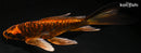 7.75" BENI KIKOKURYU BUTTERFLY