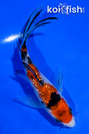 4.5" GINRIN SANKE BUTTERFLY