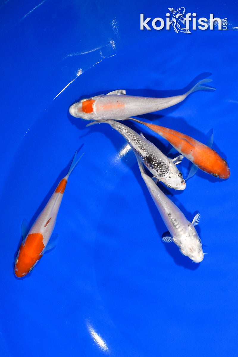 PACK OF (5) 3.25"-3.75" STANDARD KOI