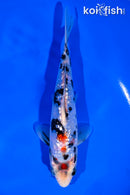 6.75" GINIRIN BENI MATSUKAWABAKE