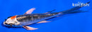 4.5" TANCHO KUJAKU BUTTERFLY