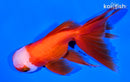 5.5" ORANDA GOLDFISH