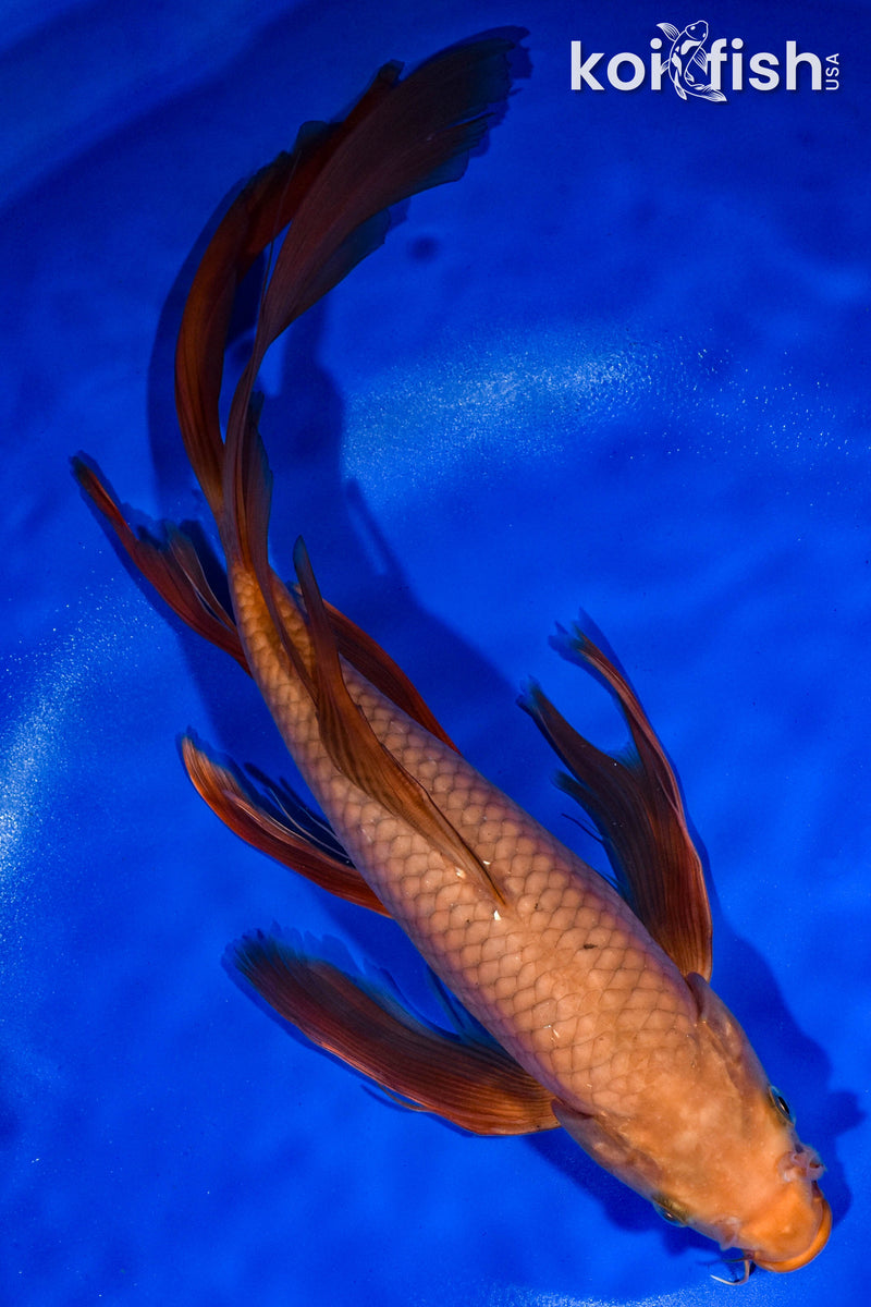 14.25" CHAGOI BUTTERFLY