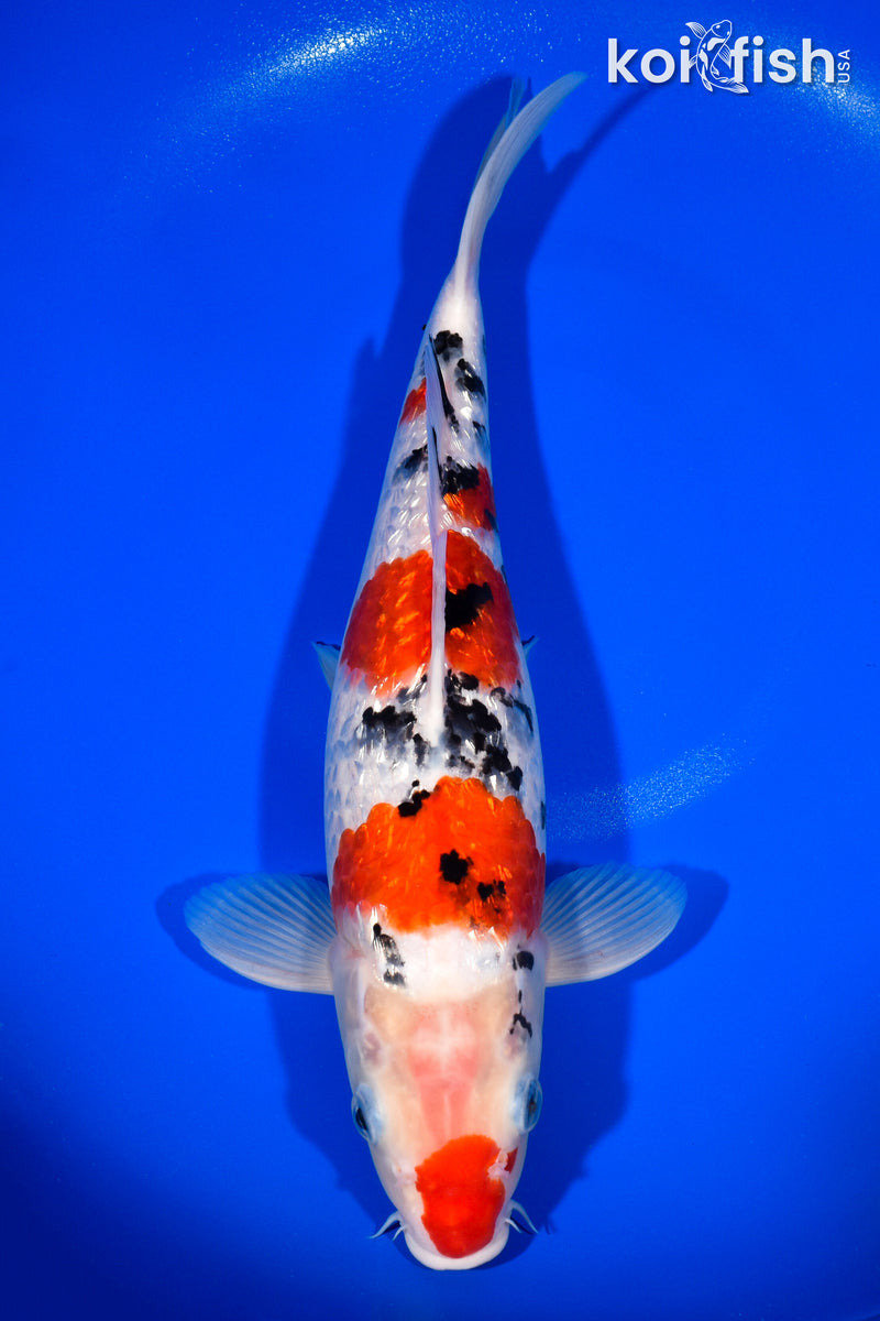 13.25" GINRIN SANKE