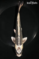 7.75" GINGA