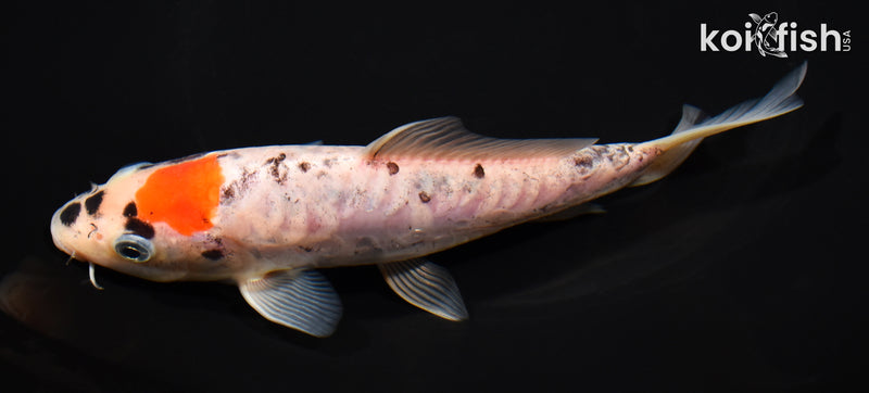 6.5" ARAGOKE GOSHIKI