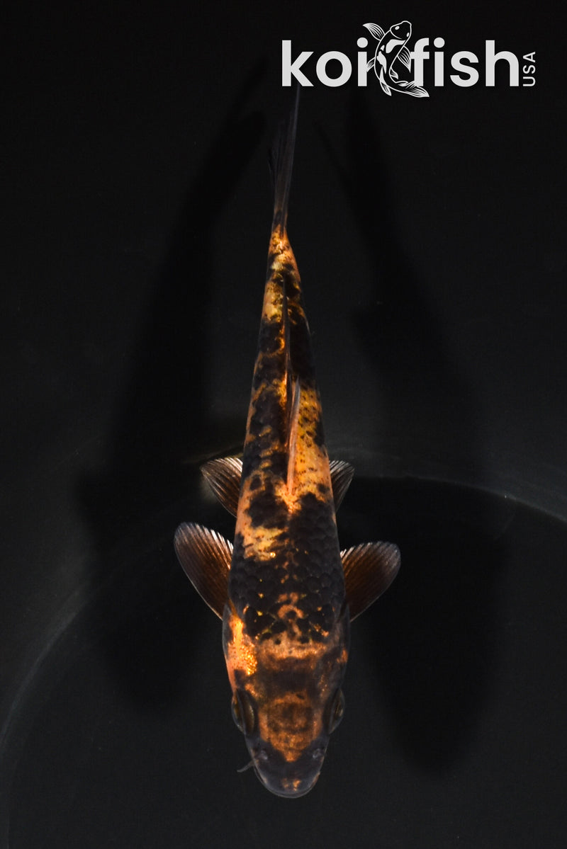 5.25" KIN HI UTSURI