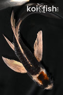 5" BENI KIKOKURYU BUTTERFLY