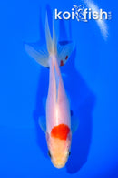 6.25" WAKIN GOLDFISH