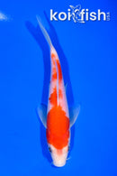 6"KOHAKU
