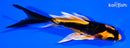 4.25" BENI KIKOKURYU BUTTERFLY