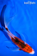 5.5" GOROMO BUTTERFLY