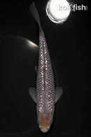 7.25" GINRIN SORAGOI