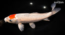 13.25" TANCHO GOSHIKI