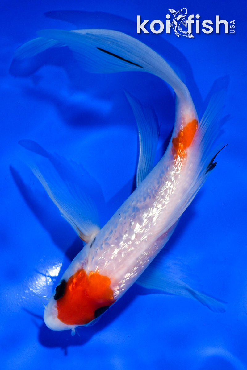 5.5" GINRIN MARUTEN SANKE BUTTERFLY