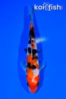 5.75" SANKE