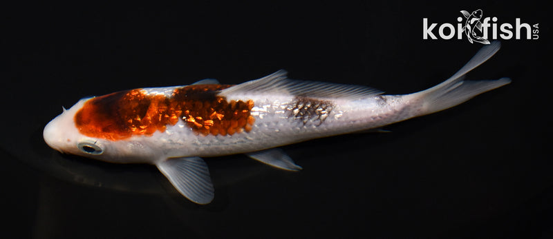5.5" GINRIN GOROMO
