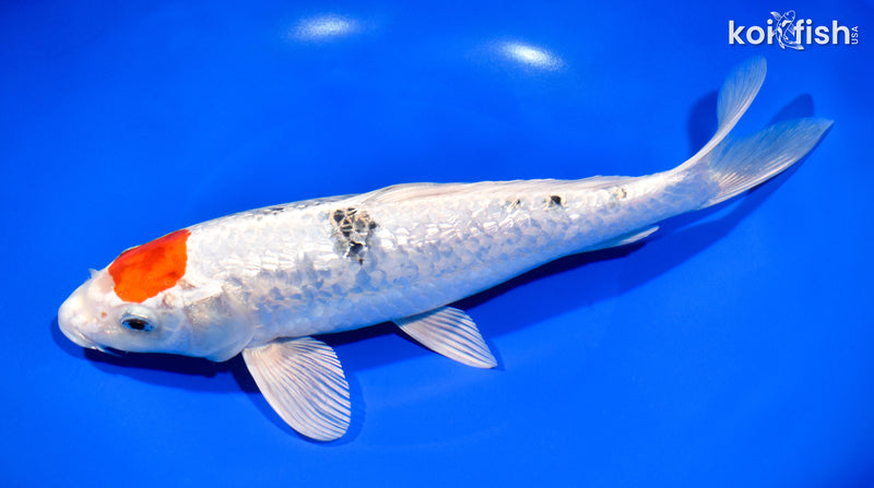 11" GINRIN TANCHO YAMATO NISHIKI