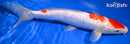 10.25" GINRIN KOHAKU