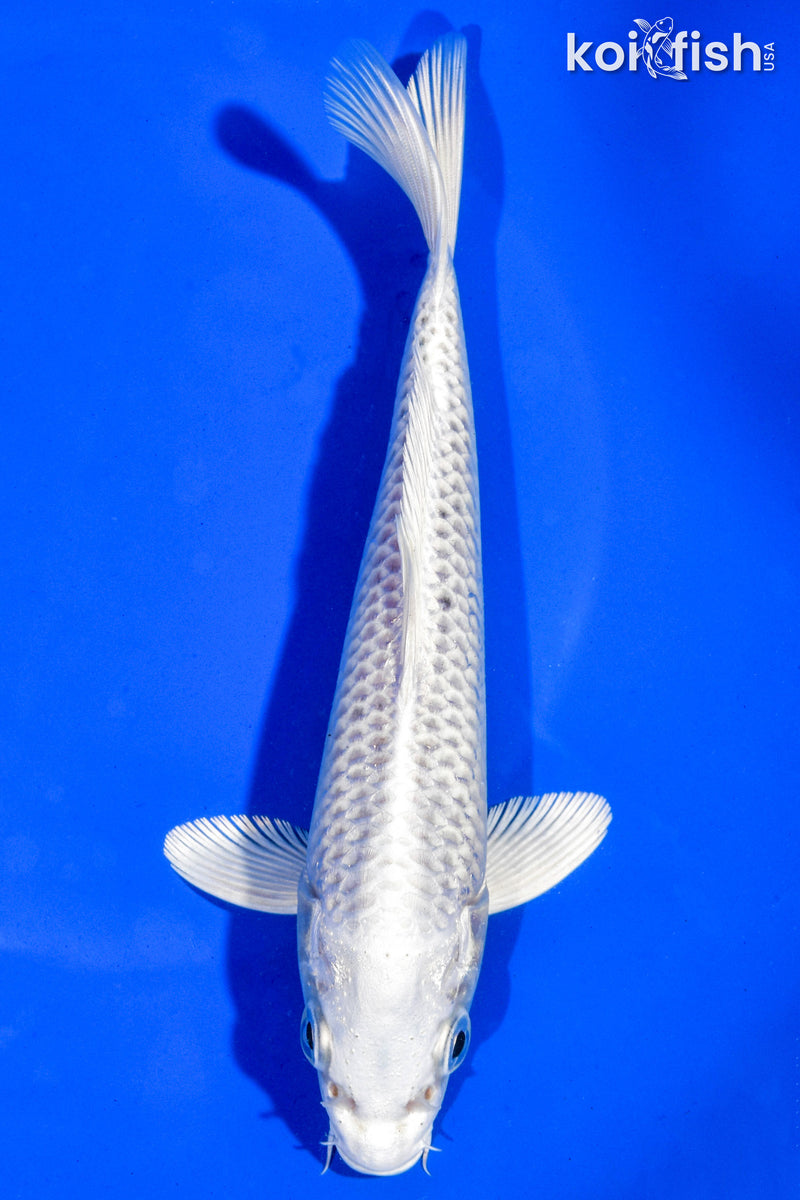 7" PLATINUM OGON