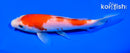 6"KOHAKU