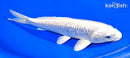 7.75" GINRIN PLATINUM OGON