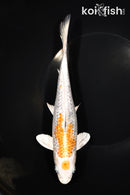 8.5" GINRIN MARUTEN YAMATO NISHIKI