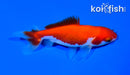 3.75" WAKIN GOLDFISH