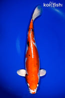 13.75" HEISEI NISHIKI