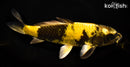 11" KIN KI UTSURI