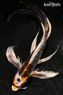 9.25" BENI GINGA BUTTERFLY