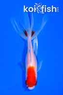 5.25" SARASA WATONAI GOLDFISH