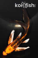 7.25" ARAGOKE BENI KIKOKURYU BUTERFLY