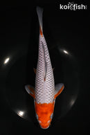 9.25" OCHIBA SHIGURE