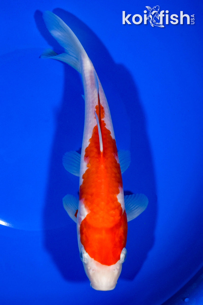 9" KOHAKU