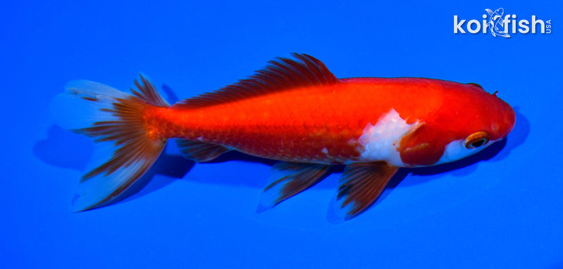 5.5" WAKIN GOLDFISH