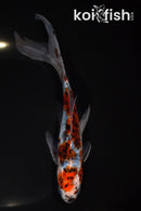 8" SHUBUNKIN GOLDFISH