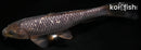 7.25" GINRIN SORAGOI
