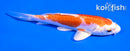 5" KIKUSUI