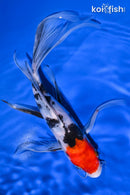 10" SANKE BUTTERFLY