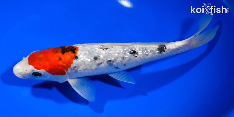 8.5" GINRIN TANCHO SANKE