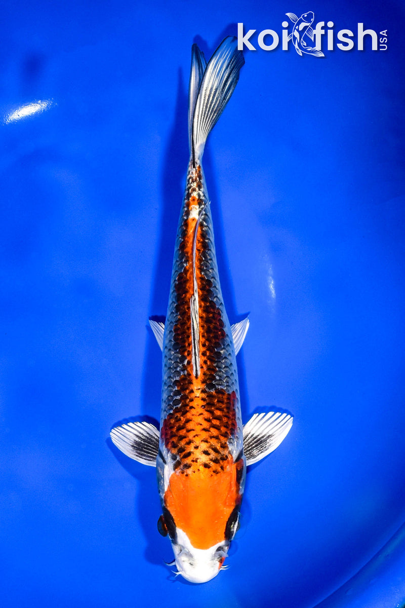 8.5" BENI GINGA