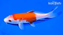 6" KOHAKU